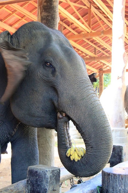 playing-with-elephants-in-chiang-mai-8-min