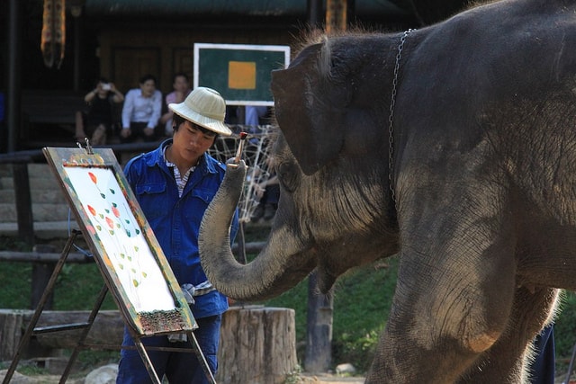 playing-with-elephants-in-chiang-mai-9-min
