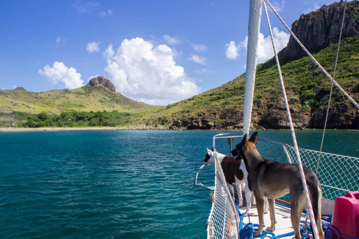 thing-to-keep-in-handy-when-cruising-with-a-pet-dog-1