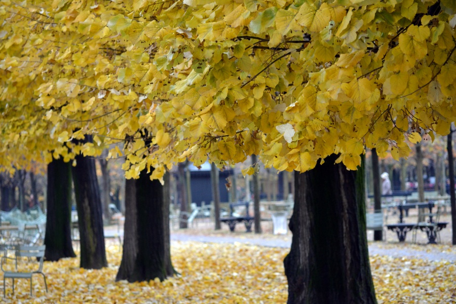 leaves paris