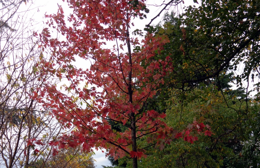 red leaves paris