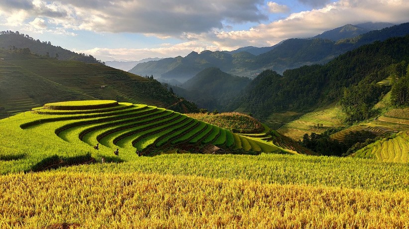 rice view vietnam